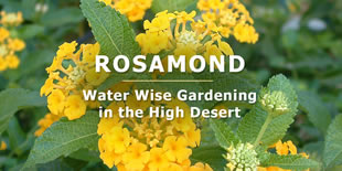 Rosamond website